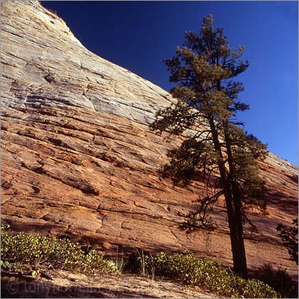 Checkerboard Mesa, Zion National Park